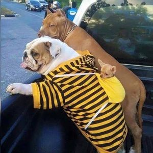 🌷🌸🌺 All leggings sold separately at $12 a price but 2/$20 or 3/$30.🌸🌼🌹